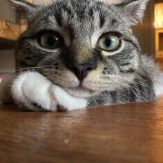 こんばんは