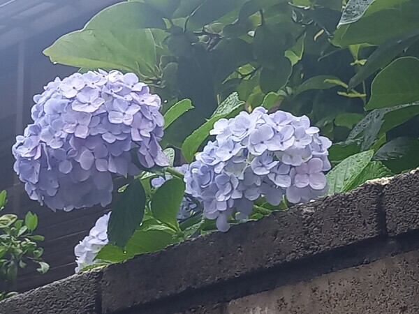 紫陽花💠
