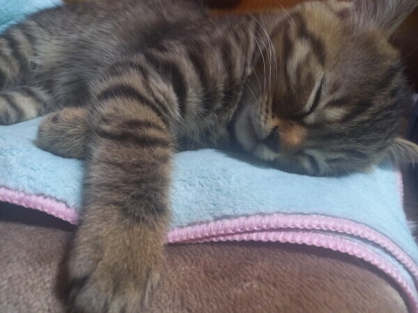 スヤスヤ💤😽