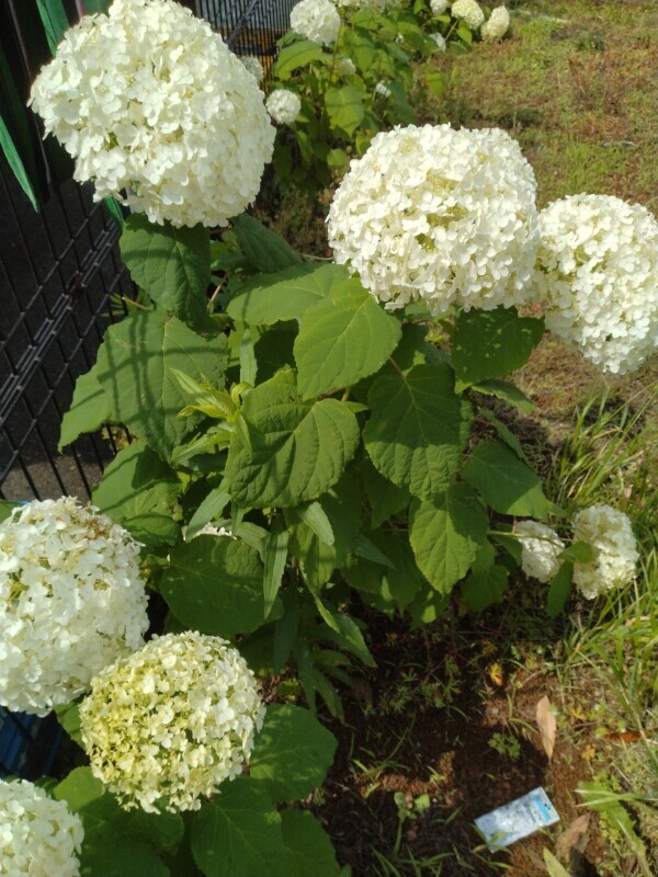 何色の紫陽花が好きですか！？