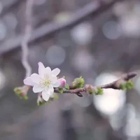 加藤