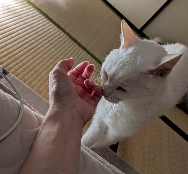 目覚し猫⏰️