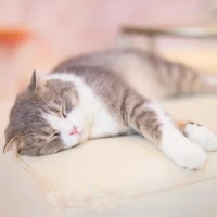 加藤