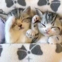 おやすみなさい