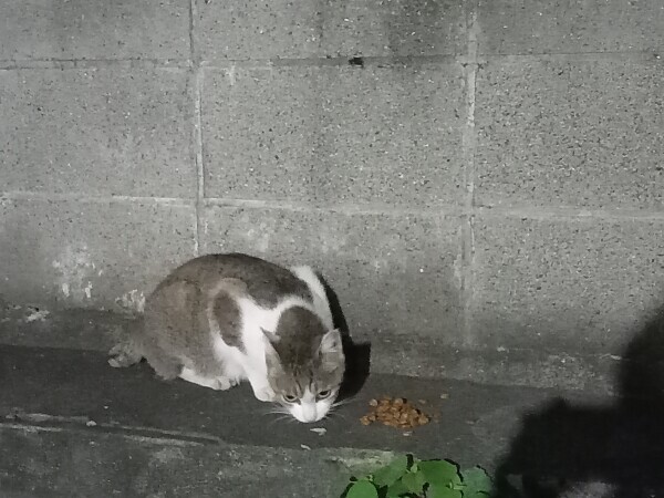 野良ちゃん😸