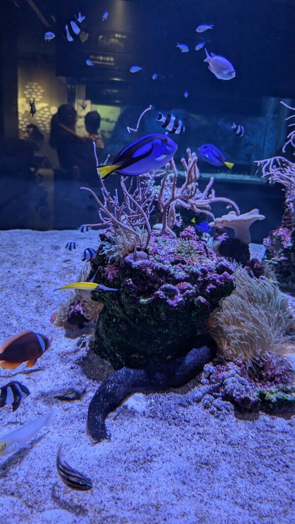 青い魚🐟