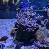 青い魚🐟