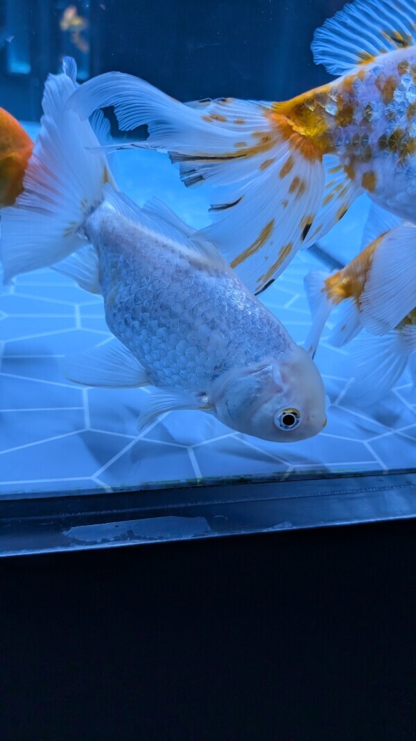 金魚