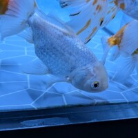 金魚
