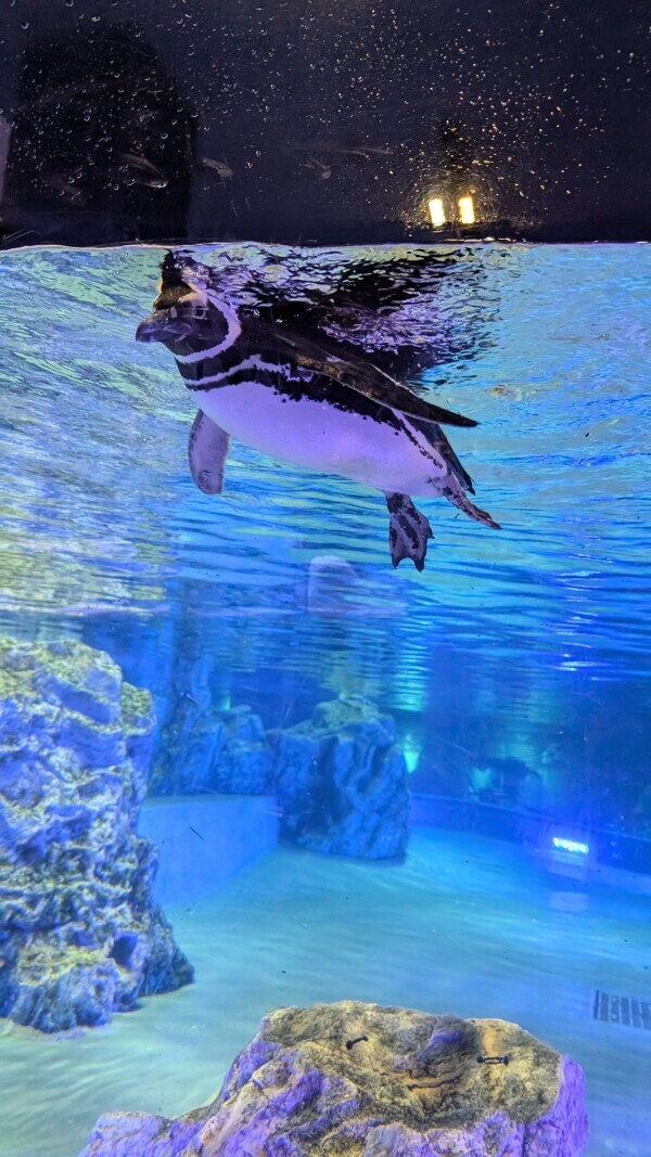 ペンギン🐧♡
