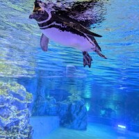 ペンギン🐧♡