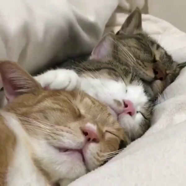 ただいま