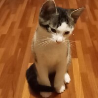 お出迎え😸♥️