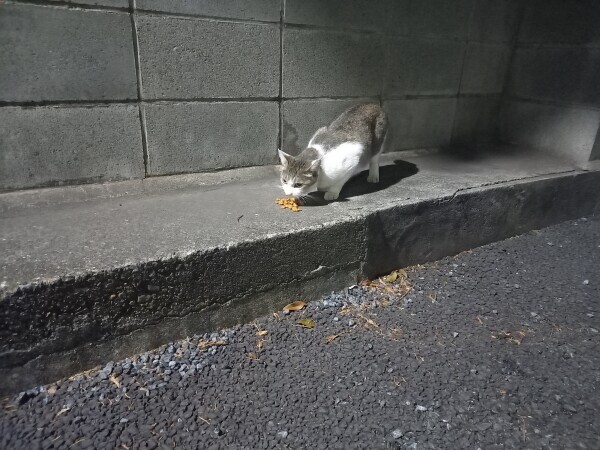 野良ちゃん😸