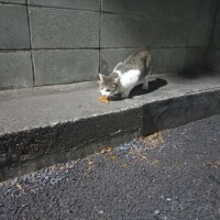 野良ちゃん😸