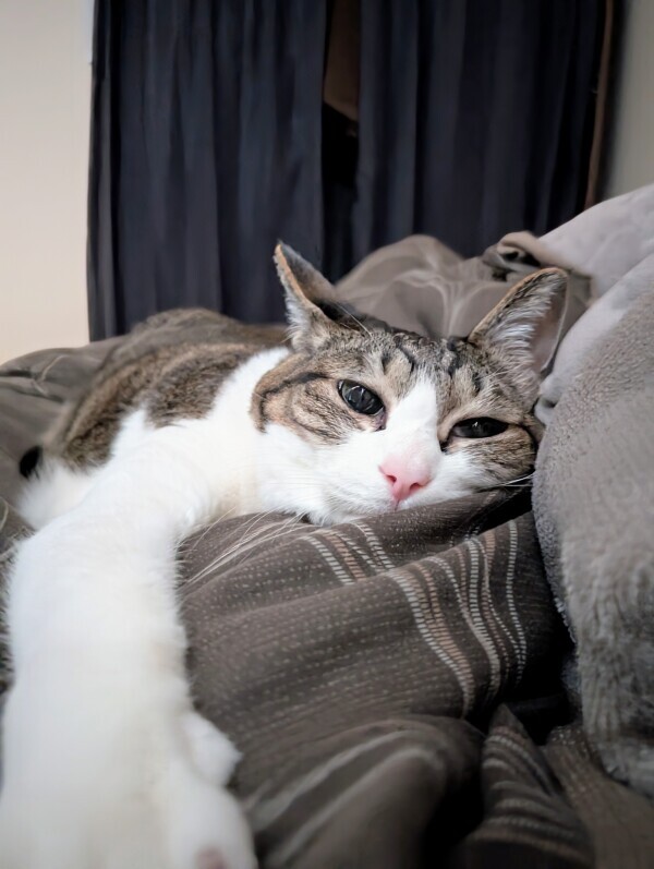 添い寝猫💕