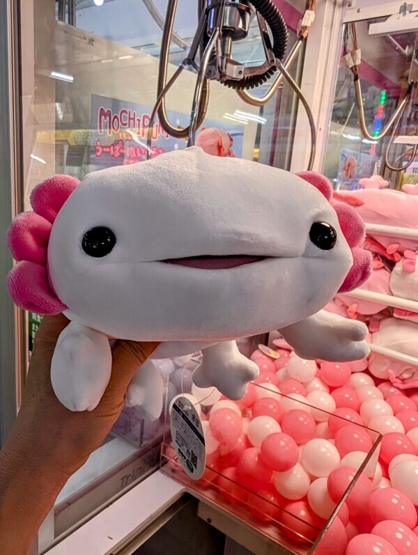 あらら✨