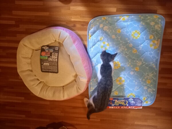 クールマットとベッド😸