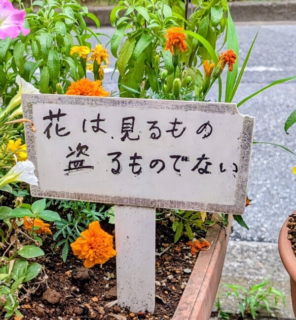 近所の花壇に…