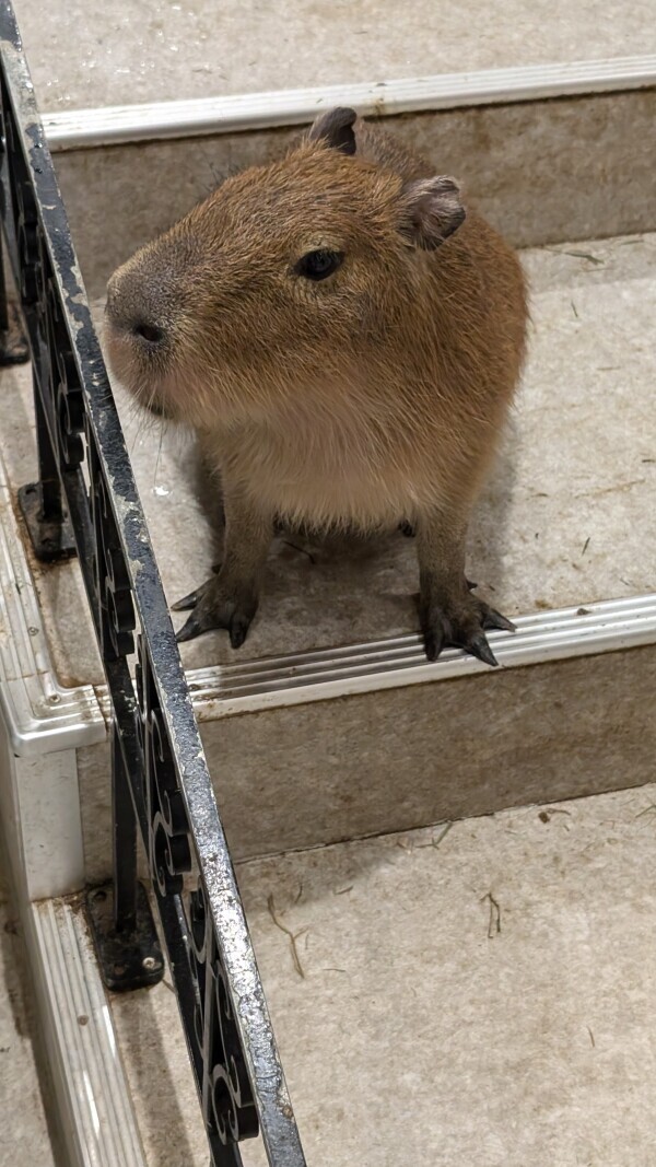 (｀ｴ´)ｶﾋﾟｨｨｨ