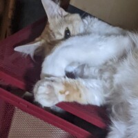 明日出勤します。