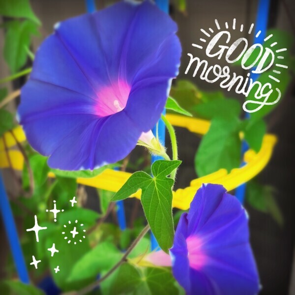 おはようございます☀