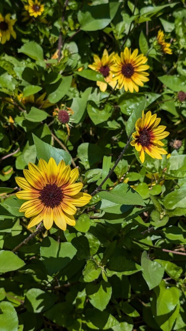 出勤しました🌻🌼