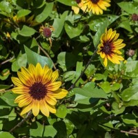 出勤しました🌻🌼