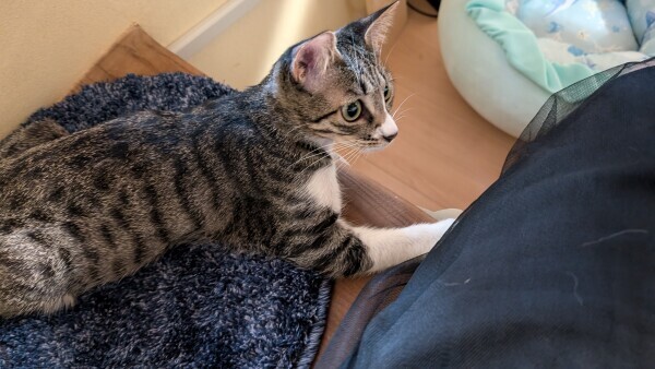 猫カフェ
