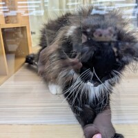 猫砂買いに…
