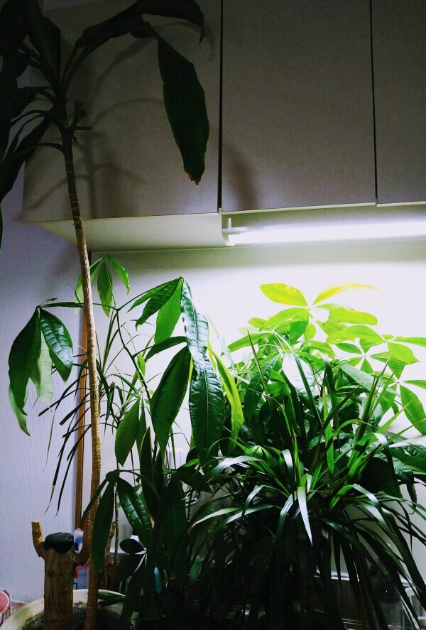 ジャングル🌿