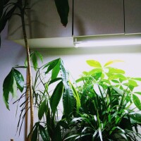 ジャングル🌿