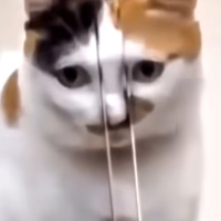 星野