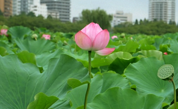 不忍池