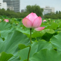 不忍池