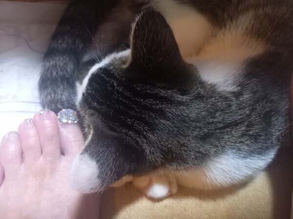 甘えん坊😸✨