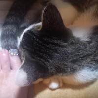 甘えん坊😸✨