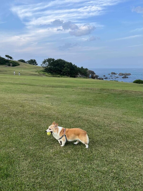 🐶🏝🫧‪