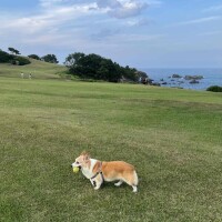 🐶🏝🫧‪