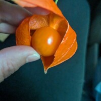 ほおずき遊び