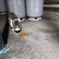 野良ちゃん😸✨