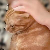 🐈‍⬛🐾