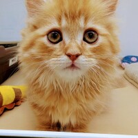 かわいい😍💕