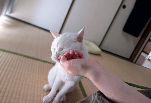 😸⏰️