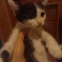 今宵の…