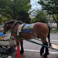 馬Σ( ˙꒳​˙  )