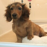 広島生まれの男の子