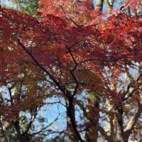 高木