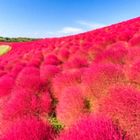 コキアの季節