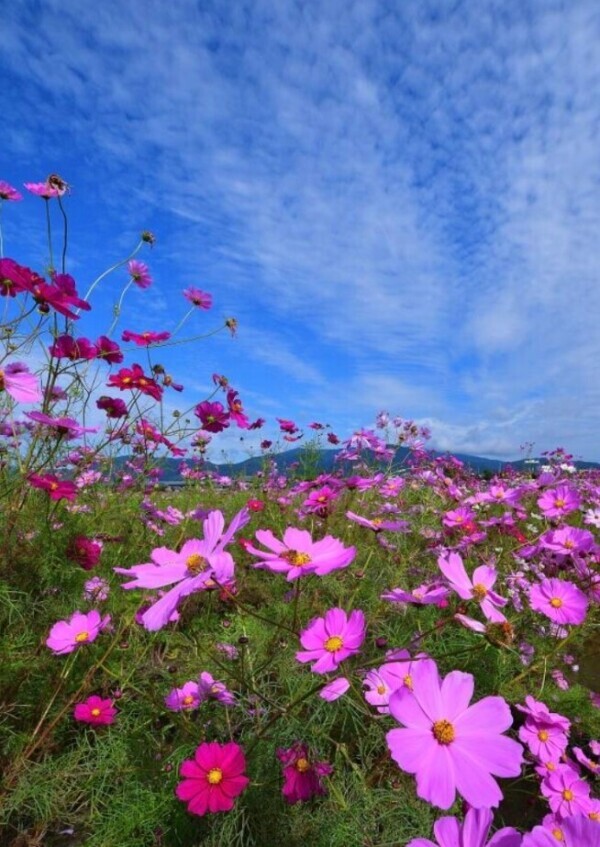 ✨🪷秋晴れ🪷✨